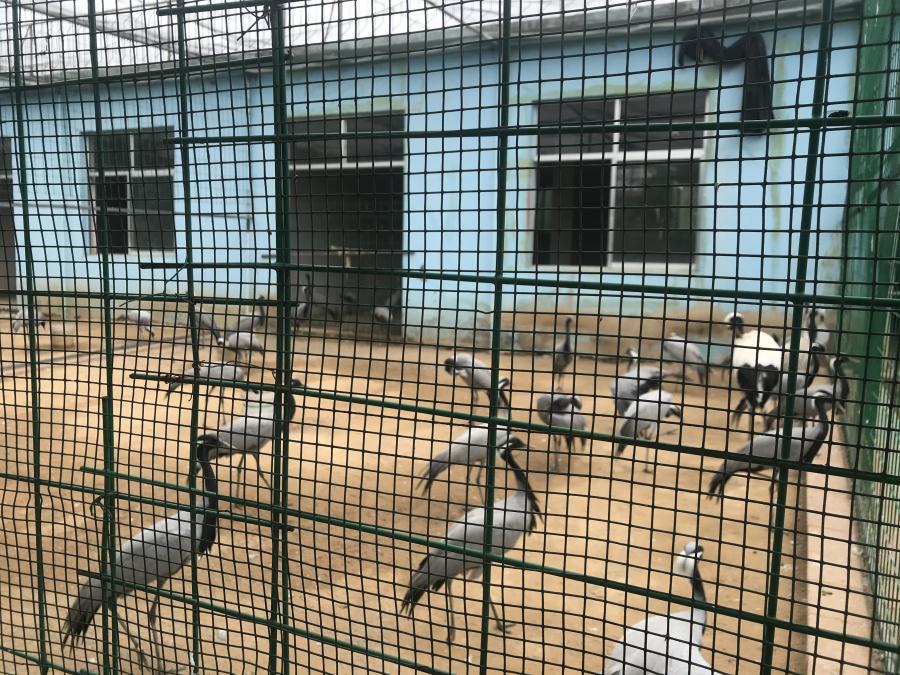 天鵝湖風(fēng)景區(qū)（泰山）速覽！(圖5)