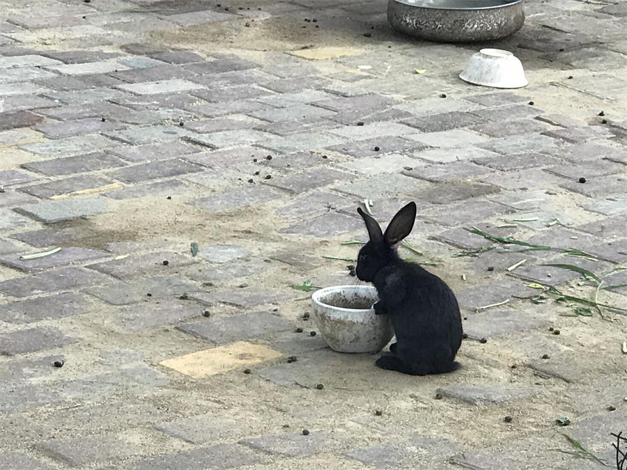 天鵝湖風(fēng)景區(qū)（泰山）速覽！(圖7)