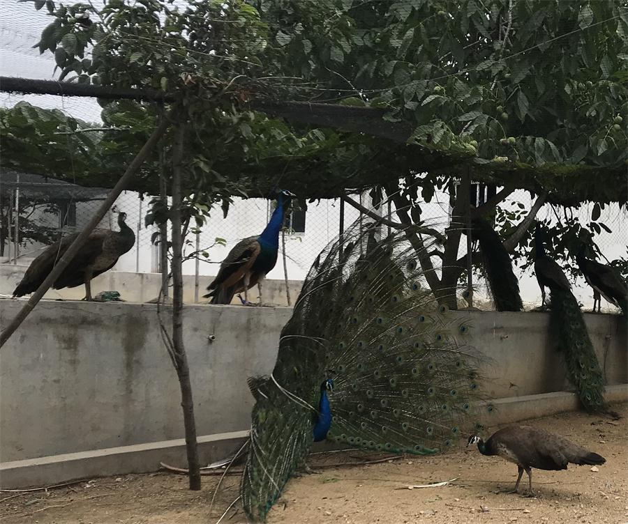 天鵝湖風(fēng)景區(qū)（泰山）速覽！(圖11)