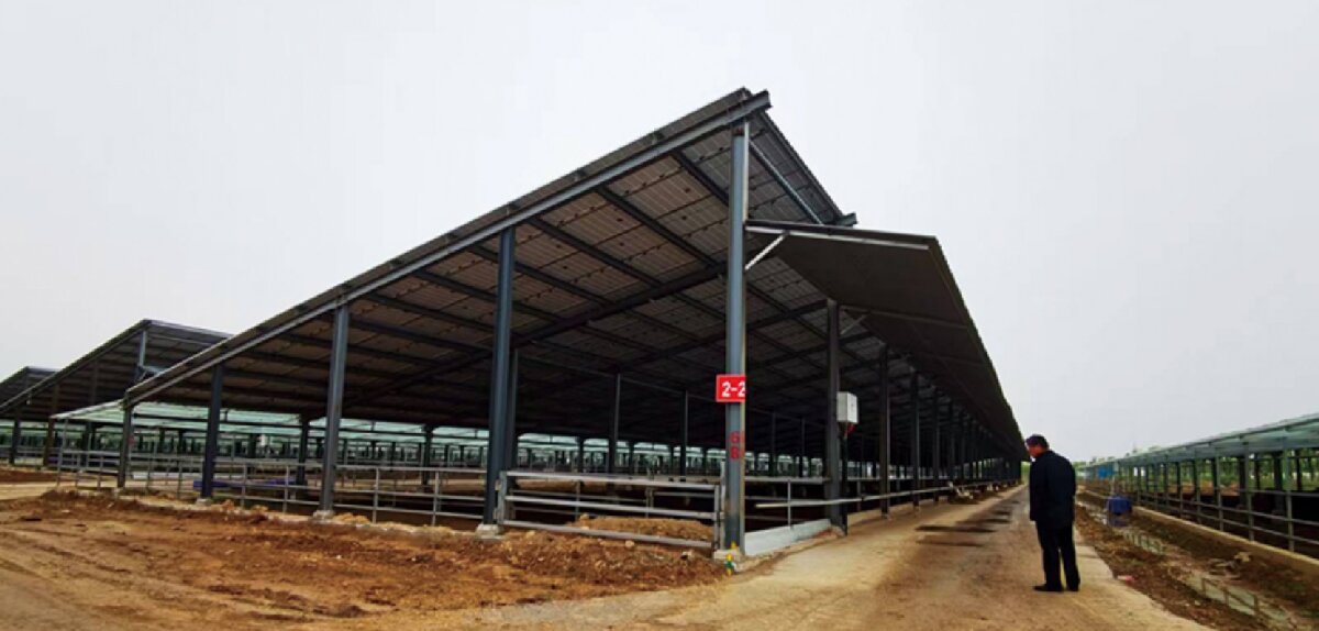 信橋鋼構(gòu)：打卡蒙陰農(nóng)業(yè)溫室大棚、青州黑牛養(yǎng)殖基地！(圖5)